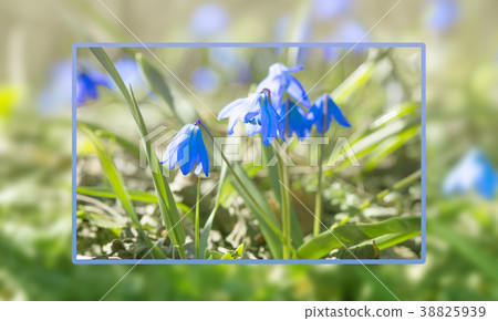 Bright blue flowers in the sunlight Bright blue flowers in the sunlight 38825939