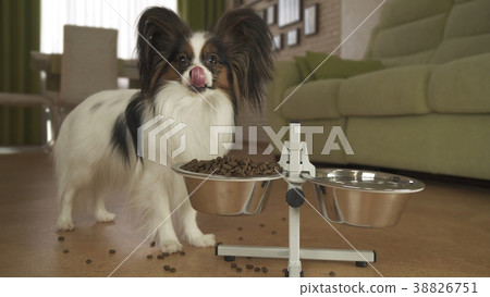Dog Papillon eats dry food from a metal bowl on a 38826751
