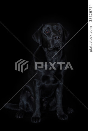Beautiful young male dog labrador breed on black Beautiful young male dog labrador breed on black 38826754