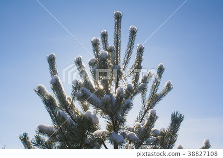pine tree backlight pine tree backlight 38827108