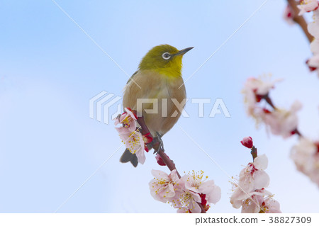 梅花和梅佐 梅花和梅佐 38827309