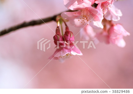 河津櫻花 38829486