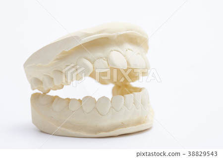 Plaster tooth mold Plaster tooth mold 38829543
