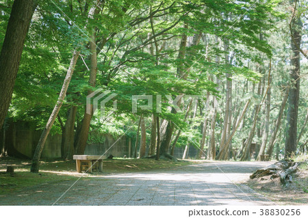 與長凳沼澤幕府紀念公園的風景 與長凳沼澤幕府紀念公園的風景 38830256