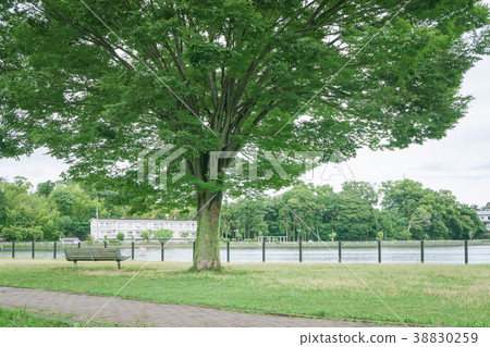景觀與長凳Kadoike公園 38830259