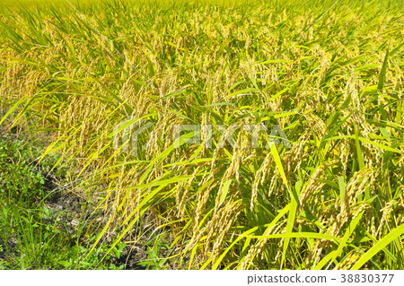 落在稻田裡 38830377