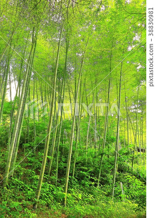 新鮮的綠色竹林 新鮮的綠色竹林 38830981