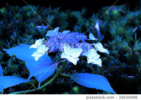 Blue hydrangea 38830996