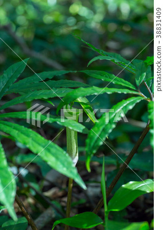 奄美天南秀 38831409