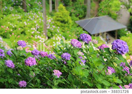 服部農場五彩繡球花 38831726