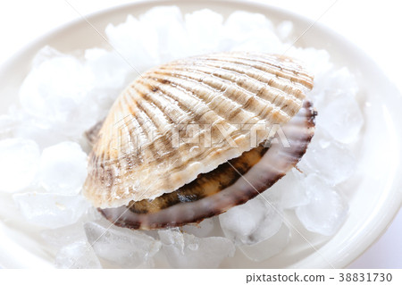 Scallop scallop Scallop scallop 38831730