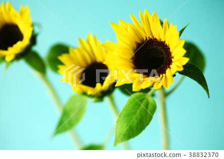 Sunflower adorable flower 38832370