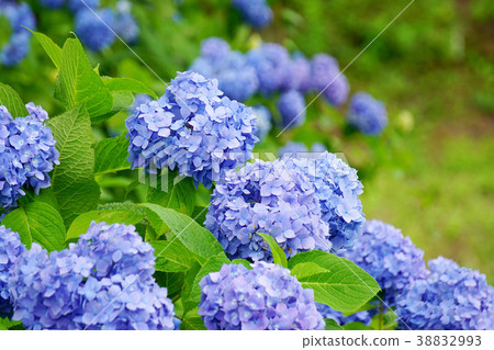 繡球 繡球 38832993