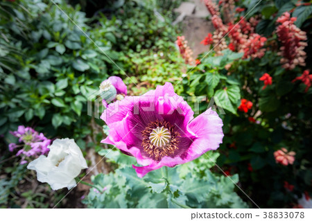 Opium can be extracted as heroin. Opium can be extracted as heroin. 38833078