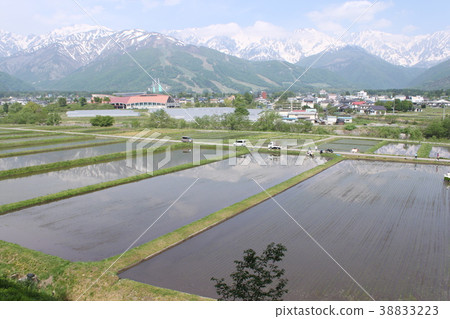 早春經過立山山脈和稻田風光 38833223