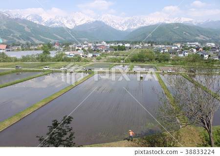 後山立山脈和水稻種植風光 後山立山脈和水稻種植風光 38833224