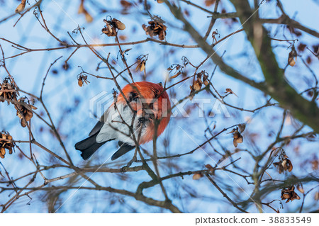 Bottom view bullfinch bird on branches Bottom view bullfinch bird on branches 38833549