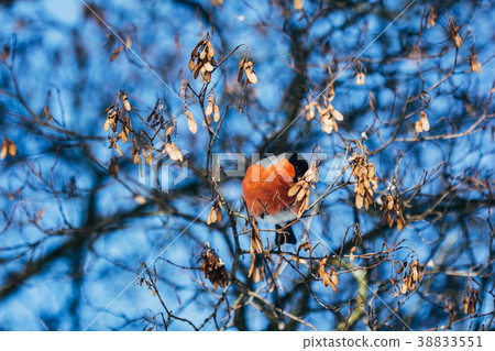 A beautiful bird of bullfinch in nature A beautiful bird of bullfinch in nature 38833551