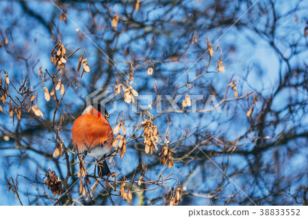 Bird of bullfinch in winter on branches Bird of bullfinch in winter on branches 38833552