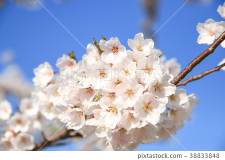 Cherry blossoms up Cherry blossoms up 38833848