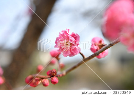 小白 38833849