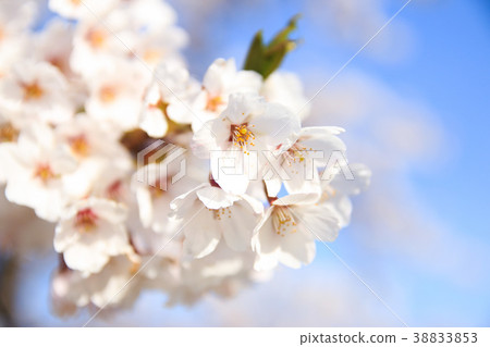 Cherry blossoms up Cherry blossoms up 38833853