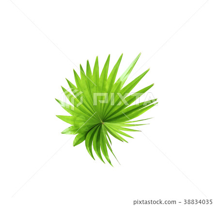 green leaf of palm tree isolated on white green leaf of palm tree isolated on white 38834035