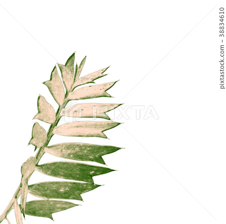 green palm leaf isolated on white background green palm leaf isolated on white background 38834610
