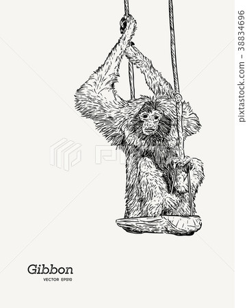 Gibbon monkey sketch vector graphic drawing. Gibbon monkey sketch vector graphic drawing. 38834696