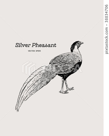 Silver Pheasant vintage illustration. 38834706