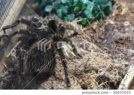 tarantula spider brachypelma 38835035