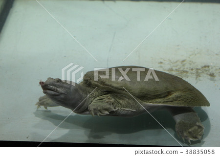 Freshwater turtle Trionics Chinese Freshwater turtle Trionics Chinese 38835058