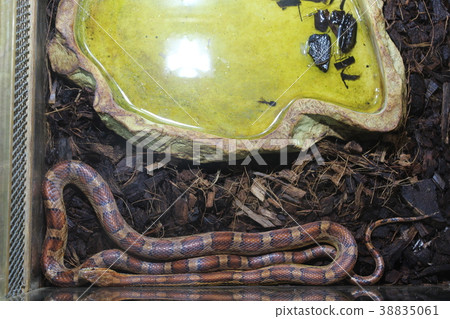 A beautiful snake 38835061