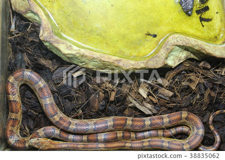A beautiful snake 38835062