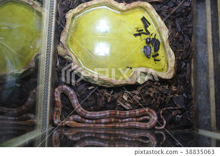 A beautiful snake 38835063