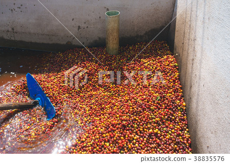 Red berries coffee bean process in factory 38835576