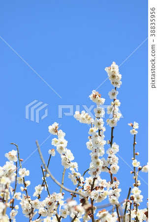 Plum and blue sky 12 38835956