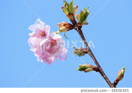 河津櫻和藍天13 38836305