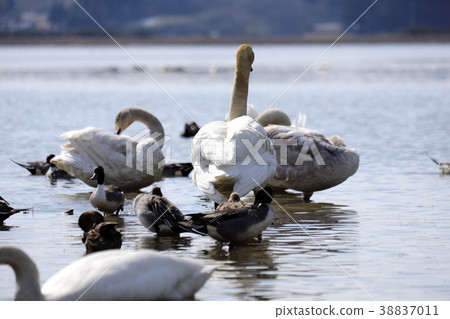 在Izunuma橫穿前的水鳥在早期的春天 在Izunuma橫穿前的水鳥在早期的春天 38837011