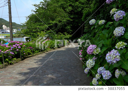下田公園的繡球花 下田公園的繡球花 38837055