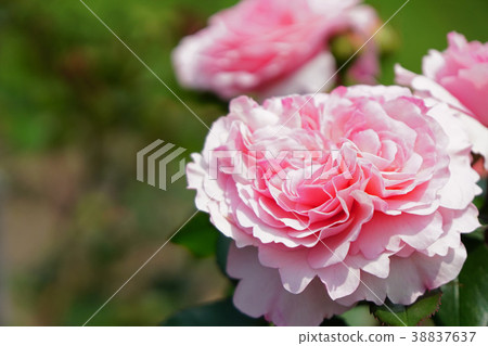 A pale pink is a beautiful rose 38837637