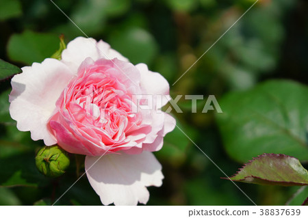 A pale pink is a beautiful rose 38837639