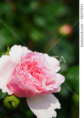 淡粉色是一朵美麗的玫瑰 38837641