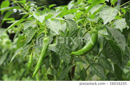 Green pepper plants growing at vegetable garden 38838285