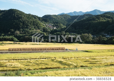 農村風景在秋天 38838328