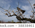 Osaka Castle Bairin's Bulbul 38838461