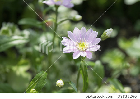 Miyako Wasure 38839260