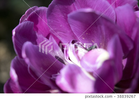 鬱金香藍鑽石 38839267