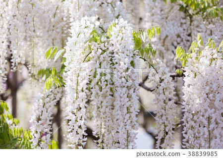 Wisteria flowers in full bloom 38839985
