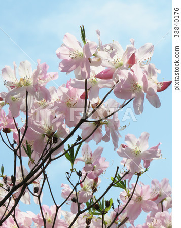 Kurobuna azalea 38840176